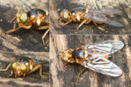 Réf. 218 555 : Bactrocera oleae